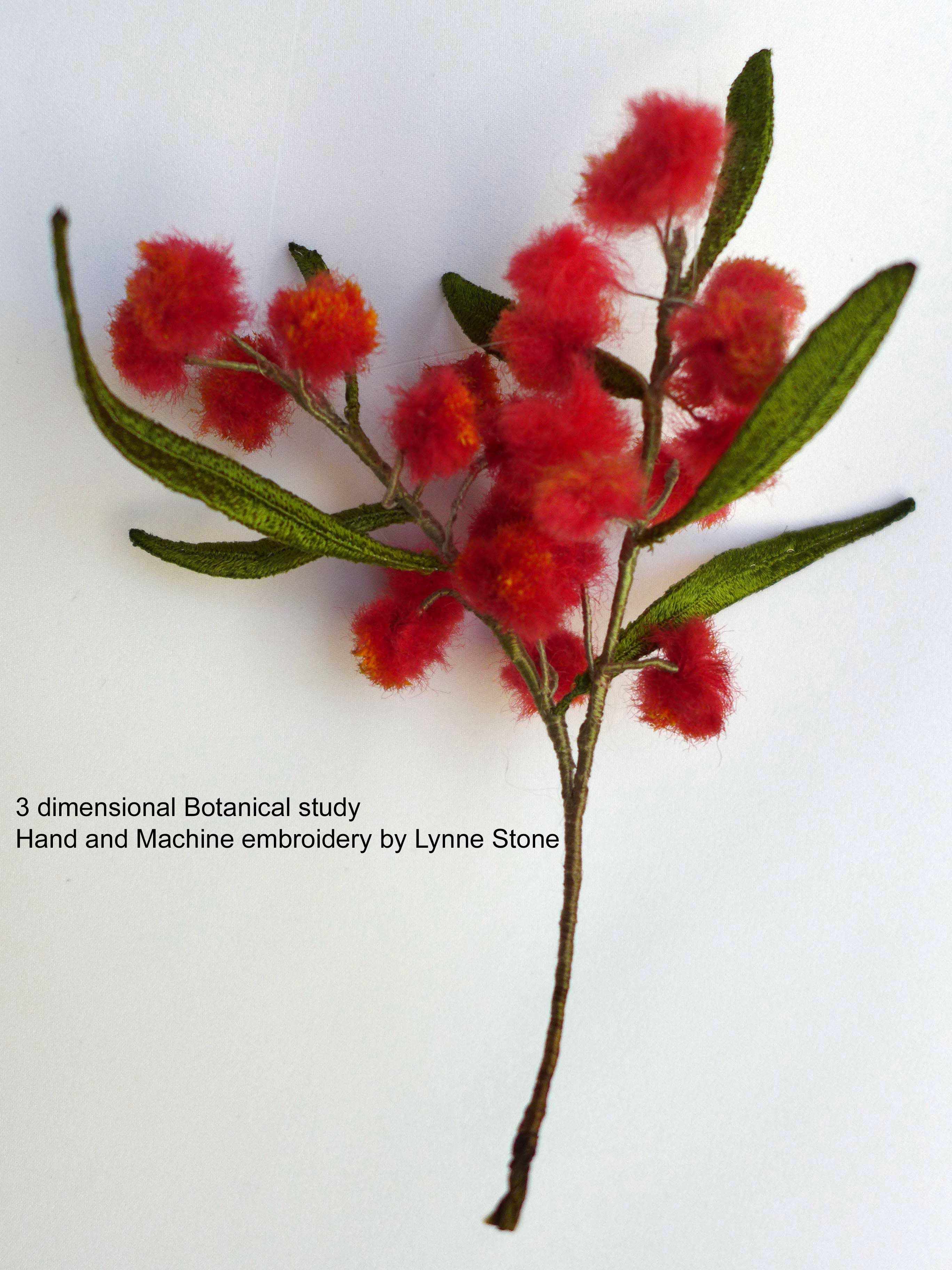 Acacia leprosa 201